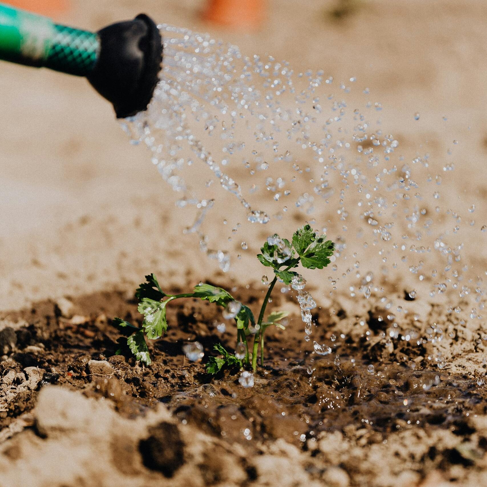 Close-up of a small plant being watered, showing growth and nature.